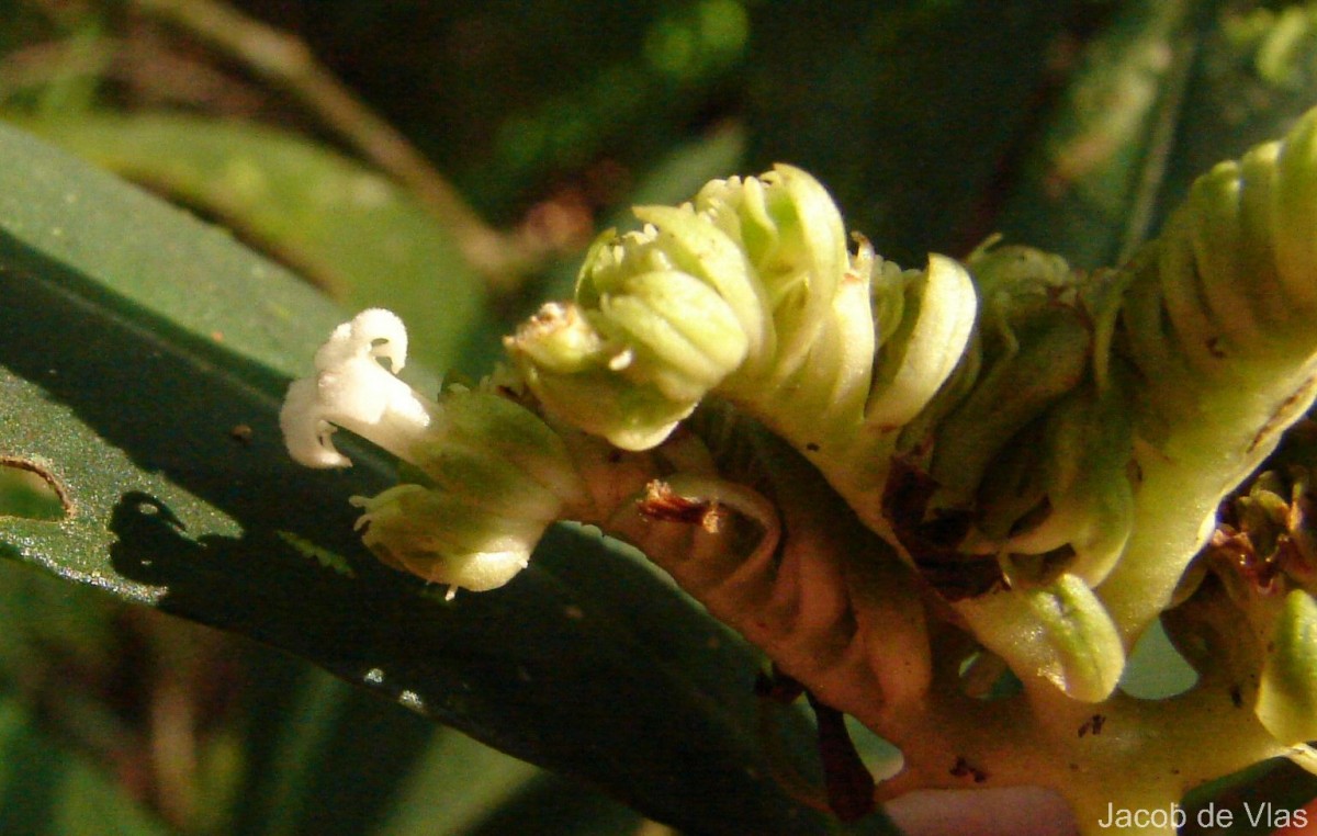 Ophiorrhiza pectinata Arn.